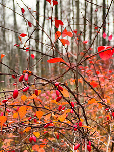 树枝状水系摄影照片_秋季公园、黄叶和黑树枝背景下树枝上红罗文浆果的特写