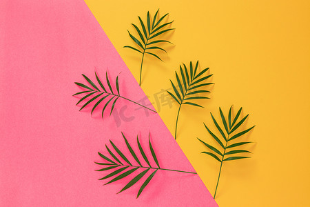 植物阳光摄影照片_充满活力的粉色和黄色背景中的棕榈叶