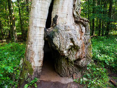 波兰比亚沃维扎原始森林中腐烂的巨型橡树