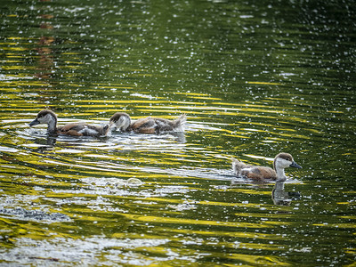 野鸭子在池塘里游泳。