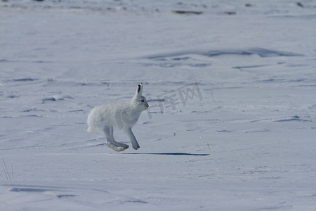 北极兔，Lepus arcticus，在加拿大北极苔原的雪地里跳跃