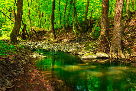 森林小溪中的绿色树梢