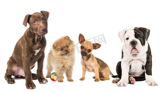一排 4 种不同品种的小狗，斗牛犬，博美犬，奇胡