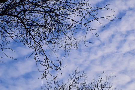 光秃秃的梧桐树枝从下面映衬着白云的天空