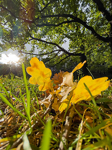 黄叶躺在绿草上，近景，秋天如火如荼，黑树干，阳光