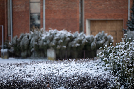 如懿传红墙摄影照片_冬季白雪覆盖的植物在红砖剪切背景下。