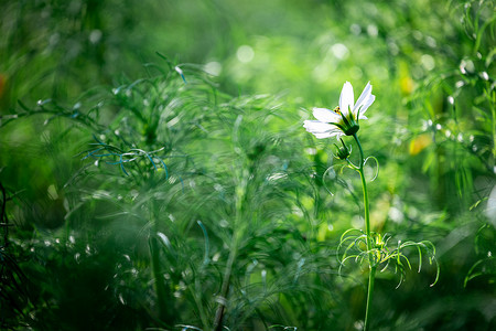 盛开的白花，阳光环绕，绿树环绕。