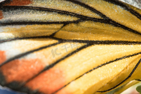 橙鸥蝴蝶的翅膀是黄橙色和白色。