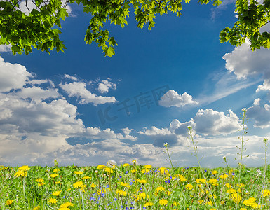树叶云彩摄影照片_枫树枝、云彩天空和蒲公英草坪