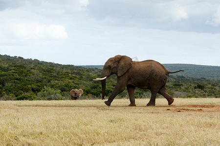 非洲丛林摄影照片_非洲丛林大象奔跑