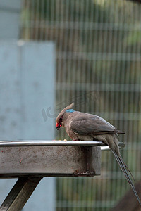 蓝颈鼷鸟 Urocolius Macrourus