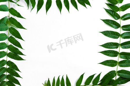 绿色画框摄影照片_在白色背景的绿色叶子分支。
