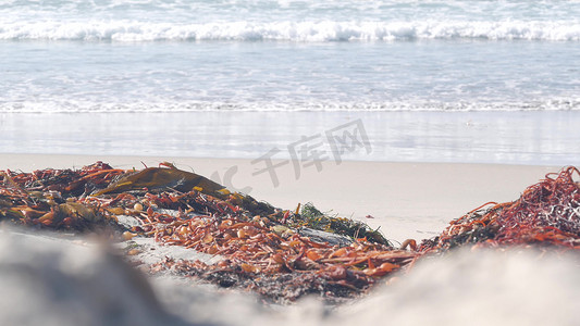 美国加利福尼亚太平洋海岸海滩上的大海浪汹涌，海带海藻。
