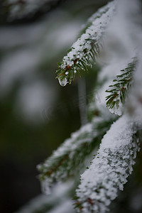 圣诞常青松树覆盖着新鲜的雪
