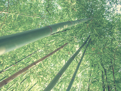 复古外观竹植物