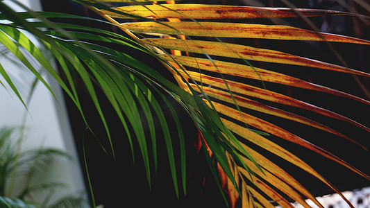 热带花卉图案摄影照片_热带棕榈叶，花卉图案背景，真实照片