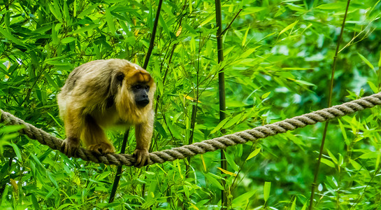 一只金吼猴在绳子上行走的特写，来自美国的热带灵长类动物