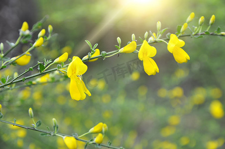 Cytisus 属森林苞片的黄色花朵和叶子。
