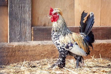 穿着羽毛裤的小公鸡走在鸡舍里，背景是旧木板。