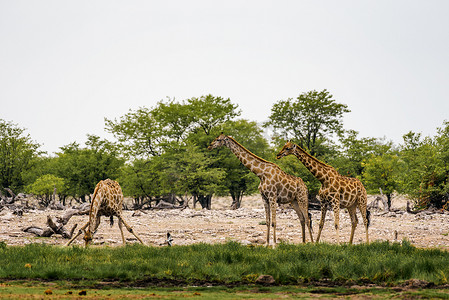 长颈鹿从埃托沙国家公园的水坑里喝水