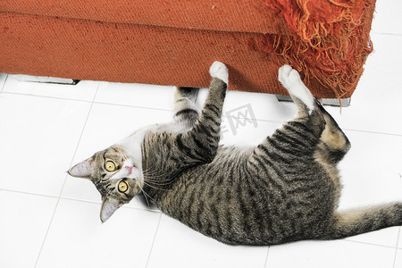 小猫在白色地板上抓橙色布艺沙发