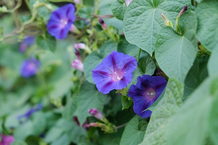 蓝紫色牵牛花花