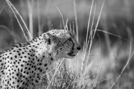黑白动物摄影照片_克鲁格黑白猎豹的侧面轮廓。