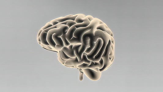 人脑的医学 3D 插图
