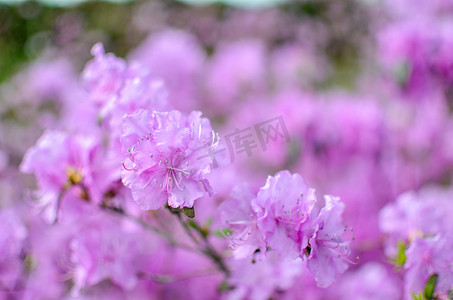 粉色夏天背景摄影照片_背景模糊的美丽粉色或紫色杜鹃花
