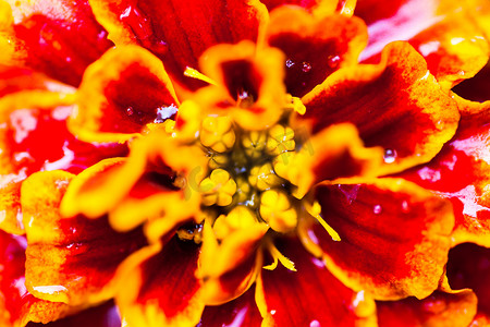 花瓣露珠摄影照片_万寿菊（万寿菊）花与露珠的特写
