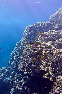 蓝色水背景下热带海底的珊瑚礁，有滨珊瑚和鲣鱼