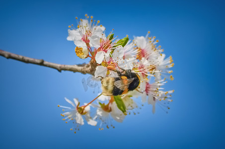 大黄蜂采集花粉