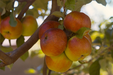 农业果园树枝上成熟的苹果。