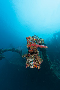 沉船残骸水下潜水苏丹红海