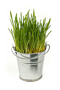 春天的绿草生长在白色的桶里
