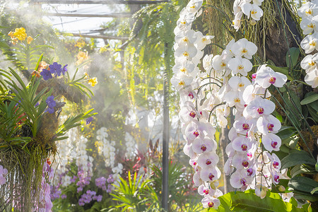 温室中盛开的白兰花