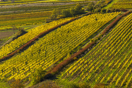 捷克共和国南摩拉维亚 Palava 下的葡萄园