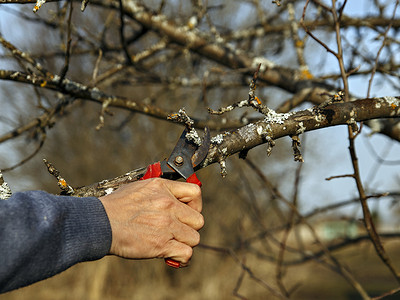 春日，男子用修枝剪剪掉受损的树枝