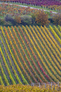 捷克共和国南摩拉维亚 Cejkovice 附近的秋季葡萄园