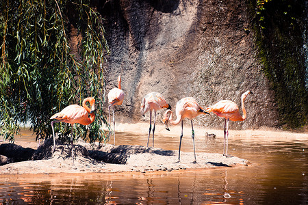动物园入口摄影照片_法国 Palmyre 动物园的粉红火烈鸟