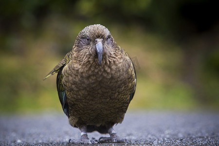 新西兰高山摄影照片_特写鹦鹉全身，天然新西兰高山鹦鹉
