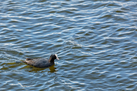 游动摄影照片_野生白顶鸟在蓝色的水面上快速游动，特写。