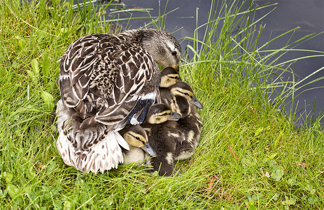 鸭妈妈和宝宝们