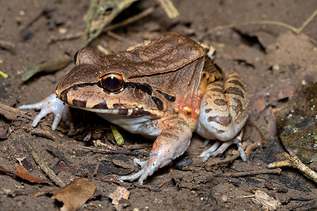 野人薄趾蛙 (Leptodactylus savagei)，卡拉拉国家公园，塔尔科莱斯，哥斯达黎加野生动物。