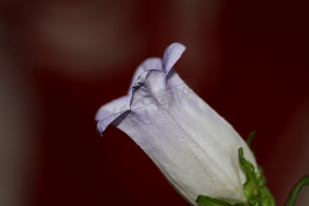 海报鲜花摄影照片_鲜花盛开特写风铃草中科风铃草科高品质大尺寸印刷品商店墙壁海报家居装饰天然植物