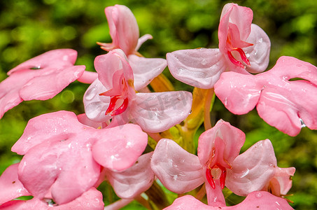 金粉摄影照片_粉唇红唇龙花（粉红金鱼龙花）