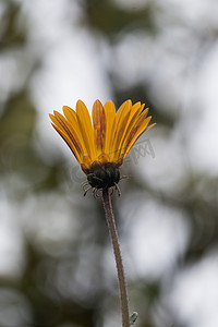 骨子草花