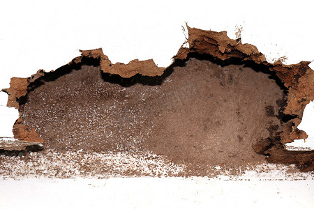 巢白蚁、巢白蚁背景、被白蚁或白蚂蚁吃掉的损坏的木头（选择性焦点）