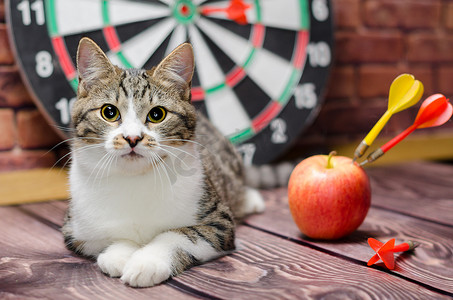 飞镖圈背景下的虎斑猫肖像