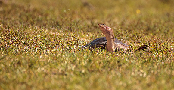 佛罗里达软壳龟 Apalone ferox 在草地上